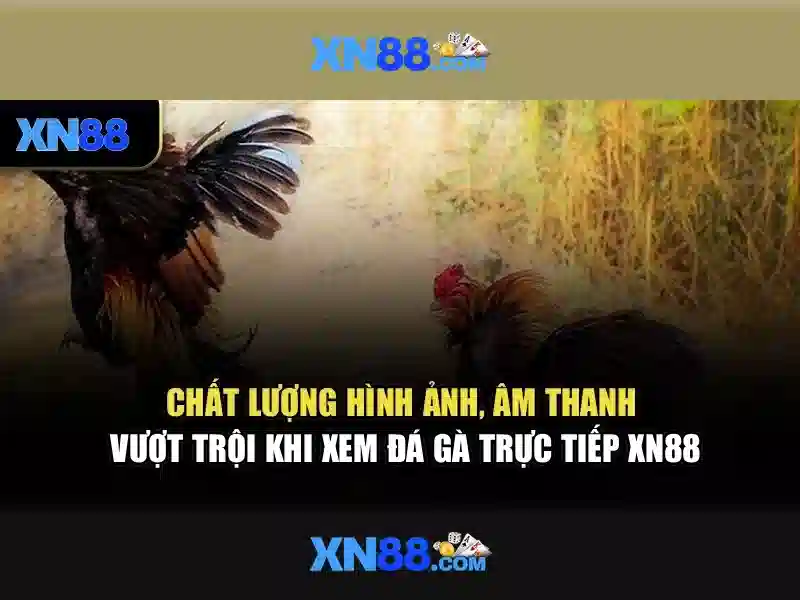 Nền tảng và giao diện