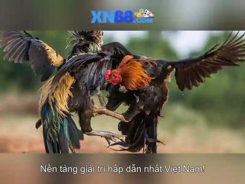 Kết luận