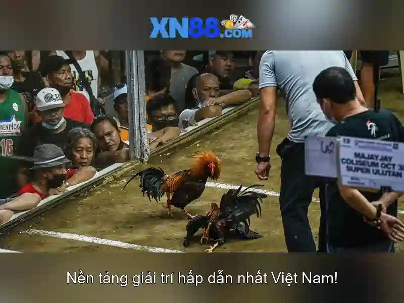 Lý do chọn xn88