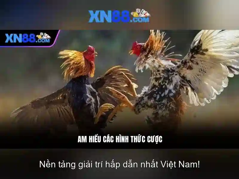 Xn88: Nền tảng giải trí trực tuyến và câu chuyện của nó
