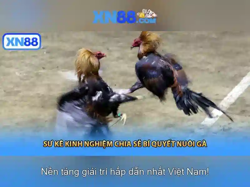 xn88: nền tảng giải trí và cá cược trực tuyến