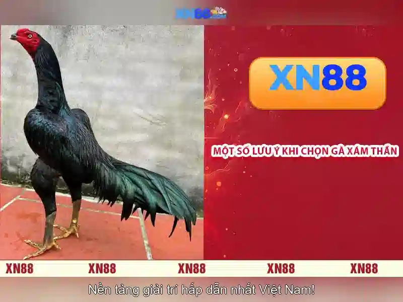Giới thiệu về xn88